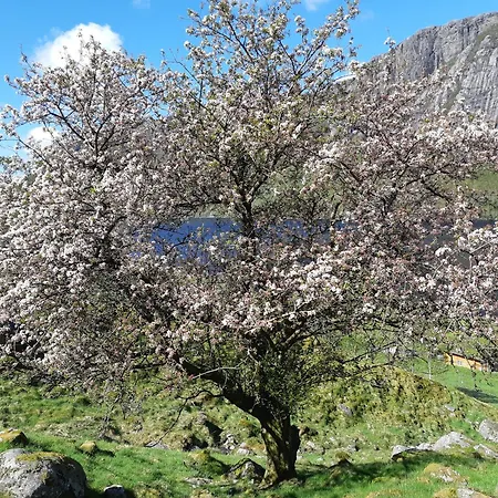Ved Preikestolen